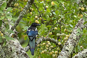 Black-billed Magpie (Pica pica), adult seeks to eat in a fruit tree (European mirabelle plum), Orchard, Senlis region, Department of Oise (60), France