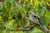 Eurasian jay (Garrulus glandarius glandarius), eats green mirabelle plums in a fruit tree (European mirabelle plum), Orchard, Senlis region, Department of Oise (60), France