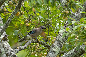 Eurasian jay (Garrulus glandarius glandarius), eats green mirabelle plums in a fruit tree (European mirabelle plum), Orchard, Senlis region, Department of Oise (60), France