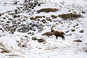 Alpine ibex (Capra ibex), Gran Paradiso National Park, Aosta Valley, Italy.