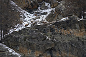 Alpine ibex (Capra ibex), Gran Paradiso National Park, Aosta Valley, Italy.