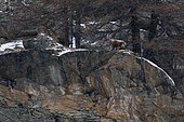 Alpine ibex (Capra ibex), Gran Paradiso National Park, Aosta Valley, Italy.