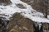 Alpine ibex (Capra ibex), Gran Paradiso National Park, Aosta Valley, Italy.