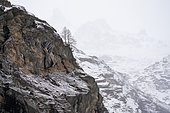 Gran Paradiso National Park in winter, Aosta Valley, Italy.