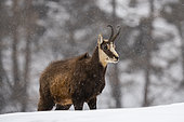 Alpine Chamois (Rupicapra rupicapra), Gran Paradiso National Park, Aosta Valley, Italy.