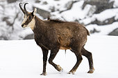 Alpine Chamois (Rupicapra rupicapra), Gran Paradiso National Park, Aosta Valley, Italy.