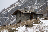 Alpine Chamois (Rupicapra rupicapra), Gran Paradiso National Park, Aosta Valley, Italy.