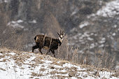 Alpine Chamois (Rupicapra rupicapra), Gran Paradiso National Park, Aosta Valley, Italy.