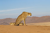 Cheetah (Acinonyx jubatus), captive, Private reserve, Namibia, Africa