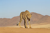 Cheetah (Acinonyx jubatus), captive, Private reserve, Namibia, Africa