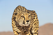 Cheetah (Acinonyx jubatus), captive, Private reserve, Namibia, Africa