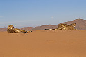 Cheetah (Acinonyx jubatus), captive, Private reserve, Namibia, Africa
