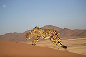 Cheetah (Acinonyx jubatus), captive, Private reserve, Namibia, Africa