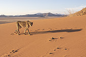 Cheetah (Acinonyx jubatus), captive, Private reserve, Namibia, Africa