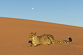 Cheetah (Acinonyx jubatus), captive, Private reserve, Namibia, Africa