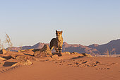 Cheetah (Acinonyx jubatus), captive, Private reserve, Namibia, Africa