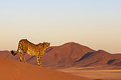 Cheetah (Acinonyx jubatus), captive, Private reserve, Namibia, Africa