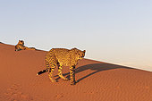 Cheetah (Acinonyx jubatus), captive, Private reserve, Namibia, Africa