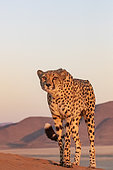 Cheetah (Acinonyx jubatus), captive, Private reserve, Namibia, Africa