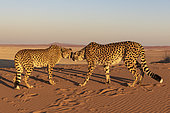 Cheetah (Acinonyx jubatus), captive, Private reserve, Namibia, Africa