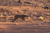 Cheetah (Acinonyx jubatus), captive, Private reserve, Namibia, Africa