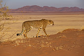 Cheetah (Acinonyx jubatus), captive, Private reserve, Namibia, Africa