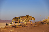 Cheetah (Acinonyx jubatus), captive, Private reserve, Namibia, Africa