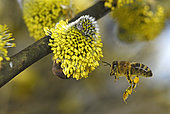 European honey bee (Apis mellifera) in flight over Willow marsault (Salix caprea), collecting pollen on male flowers in March, bank of pond, Eloie, Territoire de Belfort, France