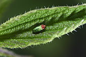 Jewel beetle (Anthaxia nitidula, female on nettle leaf, garden, Belfort, Territoire de Belfort, France