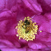 European bee (Apis mellifera) in a single rose, pollen harvest, garden, Belfort, Territoire de Belfort