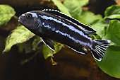 Bluegray Mbuna (Melanochromis johannii), male, fish from Lake Malawi, aquarium, apartment, Territoire de Belfort, France