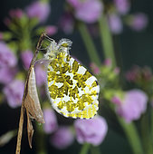 Orange Tip (Anthocharis cardamines), hatching of a butterfly, cardamine, meadow, Belfort, Territoire de Belfort, France