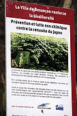 Sign, non-chemical fight against Japanese knotweed, park, Besançon, France