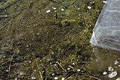 Pike (Esox lucius), 14-day-old fry, ponding, 20,000 fry per bag, Philippe Courtot fish farm, Vellescot, Territoire de Belfort, France