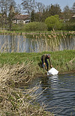 Pike (Esox lucius), 14-day-old fry, ponding, 20,000 fry per bag, Philippe Courtot fish farm, Vellescot, Territoire de Belfort, France