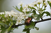 Rose Chafer (Cetonia aurata) on Hawthorn (Crataegus monogyna) in flower, garden, Plancher-Bas, Haute-Saone, France