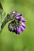 Comfrey (Symphytum officinale), flow, garden, Belfort, Territoire de Belfort, France