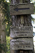Sign on a trunk, European larch (Larix europaea), Bernstein national forest, place called Schuhlwaldplatz, Dambach-la-Ville, Bas-Rhin, France