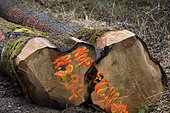 Oak logs (Quercus) offered by the municipality to rebuild the framework of Notre Dame de Paris cathedral, March 2021, forest, Moffans-et-Vacheresse, Haute-Saône, France