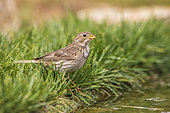 Corn Bunting (Emberiza calandra) lying on the ground at the edge of a pond, Navarre, Spain