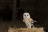 Western Barn Owl (Tyto alba), on a haystack, in a barn, El Barraco, Avila, Spain