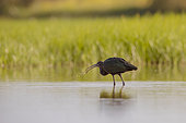 Glossy ibis (Plegadis falcinellus) catching an aquatic insect in the Aiguamolls marsh, Spain