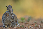 Wild rabbit (Oryctolagus cuniculus) eating, Castile, Spain