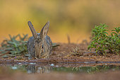 Wild rabbit (Oryctolagus cuniculus) drinking, Castile, Spain