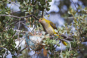 Eurasian Golden Oriole (Oriolus oriolus) Female with her young in the nest, Castilla y León, Spain