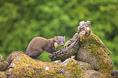 Pine marten (Martes martes) male on a stump, Navarra, Spain