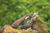 Pine marten (Martes martes) male on a stump, Navarra, Spain
