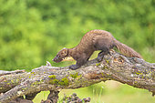 Pine marten (Martes martes) on a log, Navarra, Spain