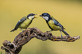Chickadee (Parus major) male giving a worm to its young, Navarra, Spain