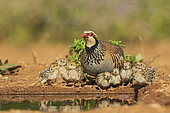 Red-legged Partridge (Alectoris rufa) and its chicks, drinking in a pond, Castilla, Spain